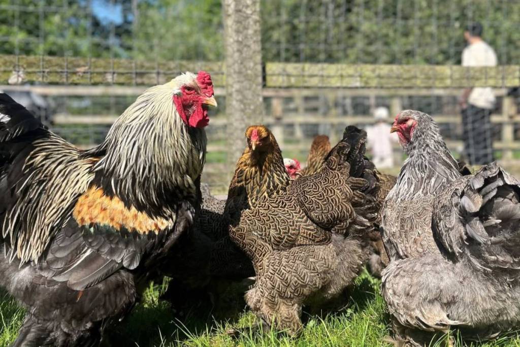 Chickens