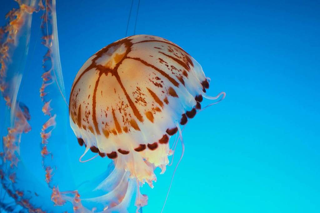 More Jellyfish Than Ever Are Appearing In UK Waters, And They’re Even Starting To Invade Our Rivers – What Should I Do If I’m Stung By One?
