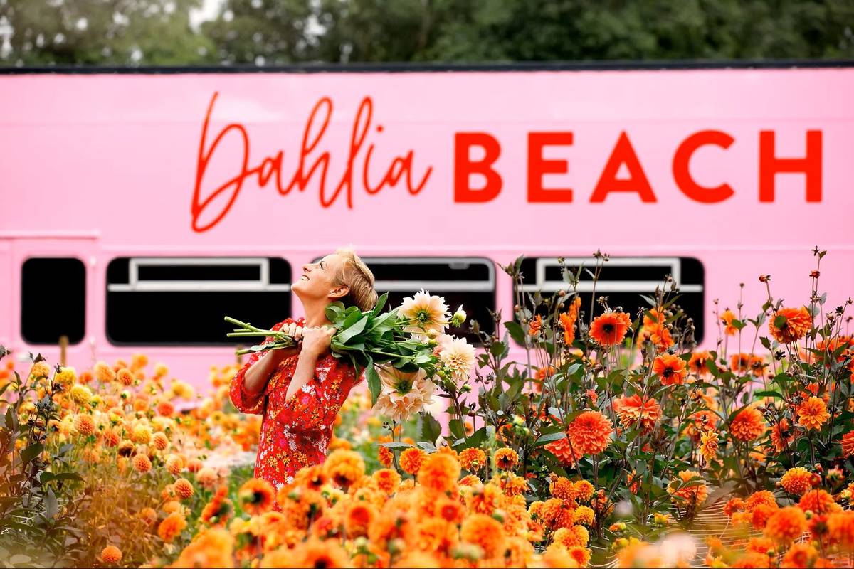The owner of Dahlia Beach in a field of dahlias in front of a pink bus