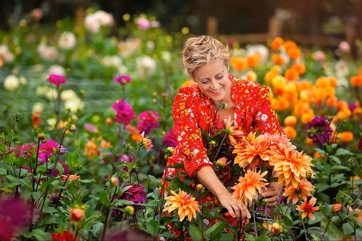Woman picking dahlias at Dahlia Beach