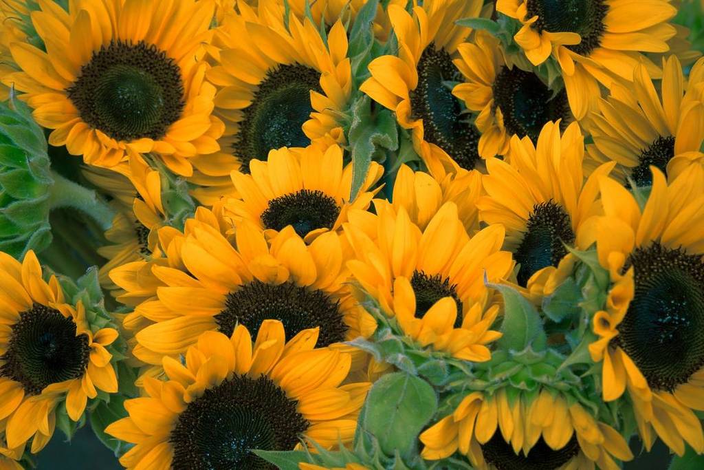 Sunflowers in a field