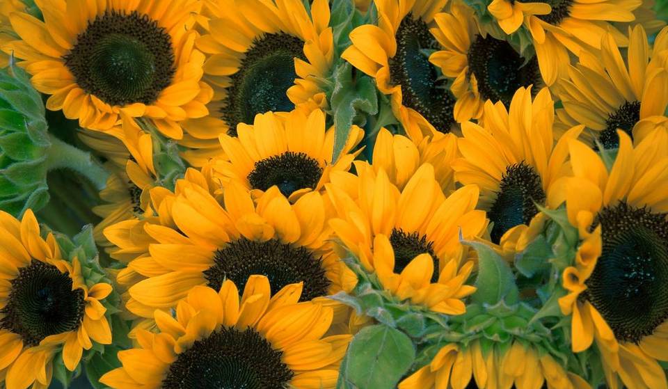 Just 30 Mins From Birmingham, This Stunning Sunflower Field Is The Petal-Fect End Of Summer Activity – And It’s Completely Free To Visit