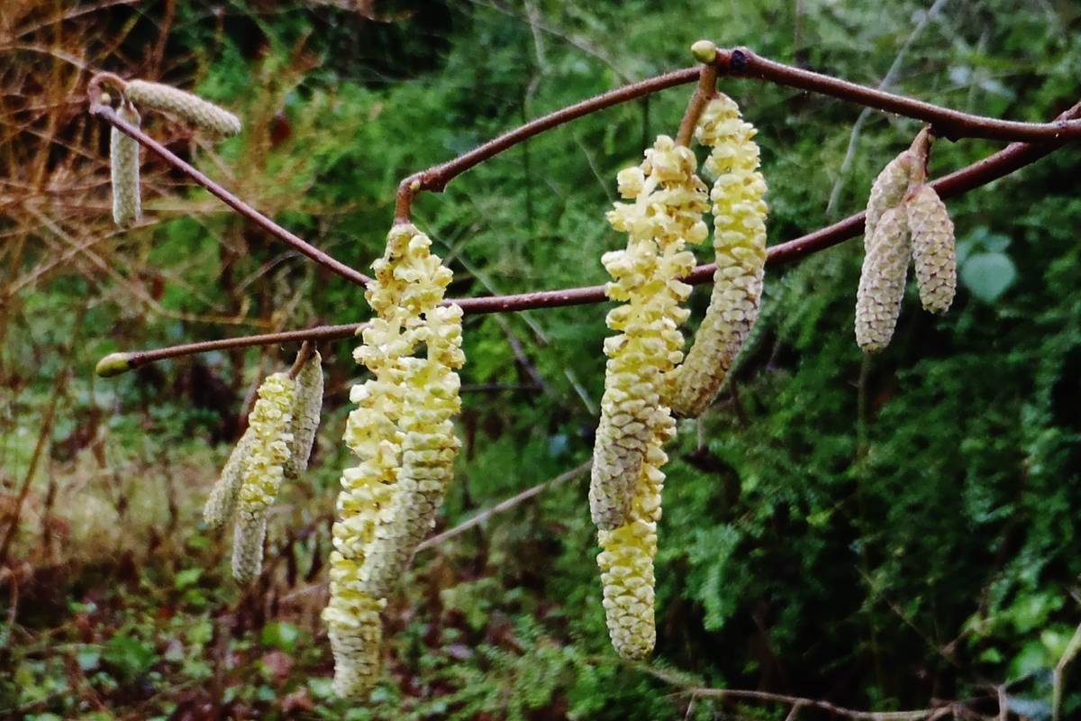 Plants at Martineau gardens
