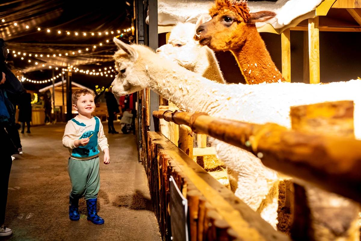 A child visiting two alpacas