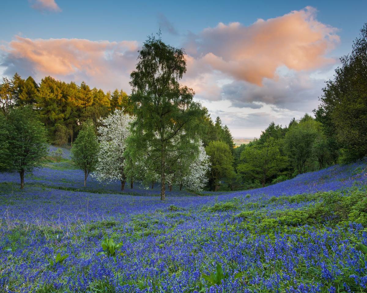 Evening at The Bluebell meadow on The Clent Hills, Worcestershire.