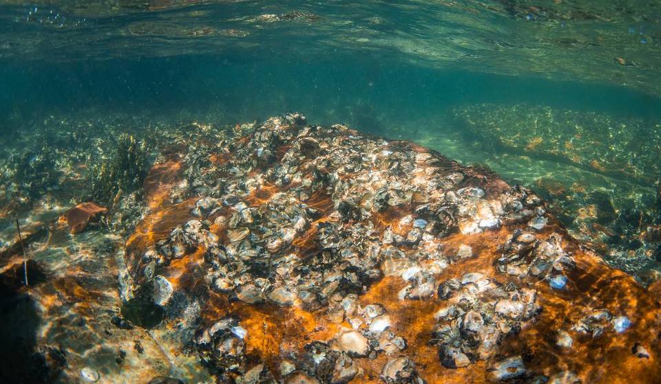 The UK Will Soon Be Home To The Largest Oyster Reef In Europe – As Four Million Oysters Are Being Dropped Into The North Sea As Part Of A Restoration Project To Help Restore Marine Ecosystems And Clean Water
