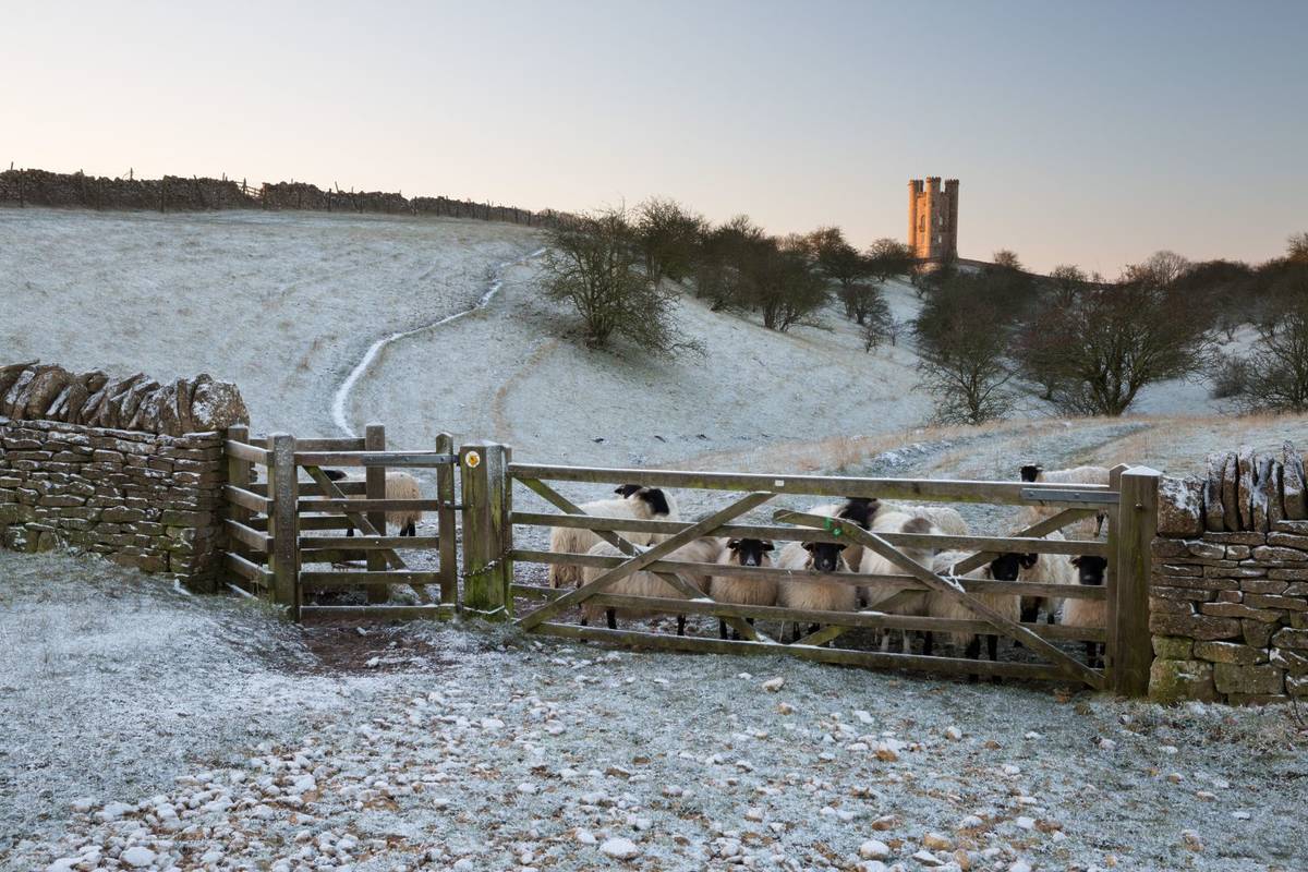 BROADWAY, COTSWOLD DISTRICT, WORCESTERSHIRE, ENGLAND - JANUARY 19, 2107: Broadway Tower and sheep looking through gate at camera in morning frost