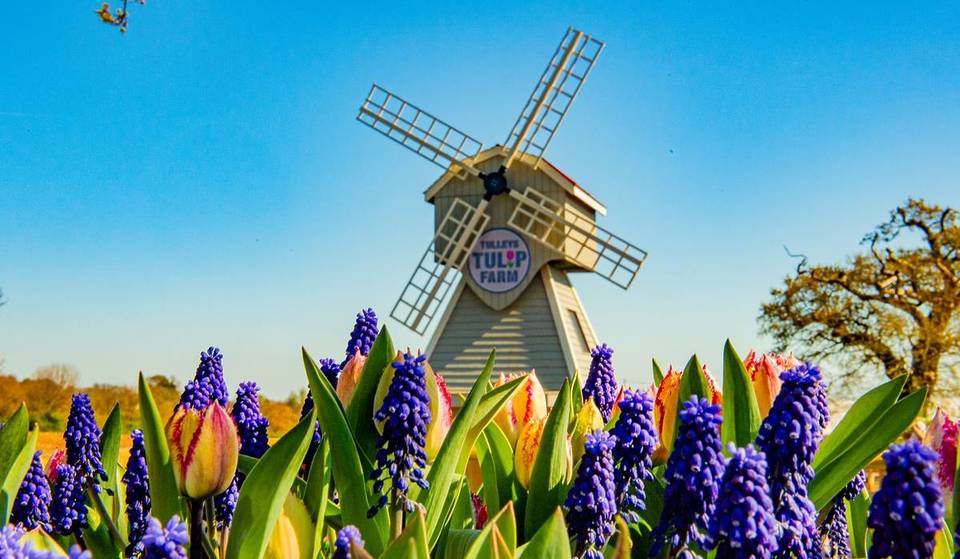 This Huge, Award-Winning Tulip Field With Nearly A Million Flowers Will Reopen This April – And It’s Just 45 Minutes From Birmingham