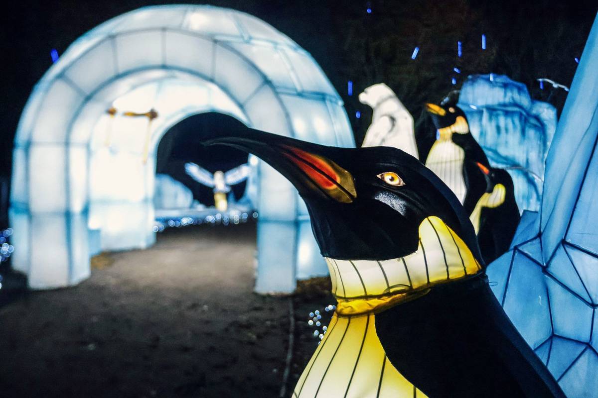 An emperor penguin lantern
