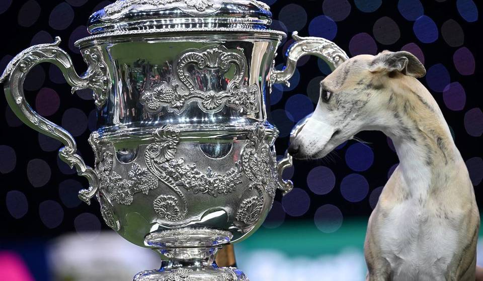 Over 18,000 dogs are heading to Birmingham this week for ‘the world’s greatest dog show’ – here is everything you need to know about Crufts 2026