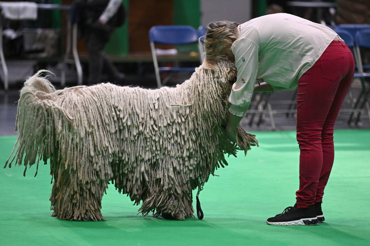 BIRMINGHAM, ENGLAND - MARCH 09: A Komondor and it's owner take part in the final day of Crufts at NEC Arena on March 09, 2025 in Birmingham, England. (Photo by Anthony Devlin/Getty Images)