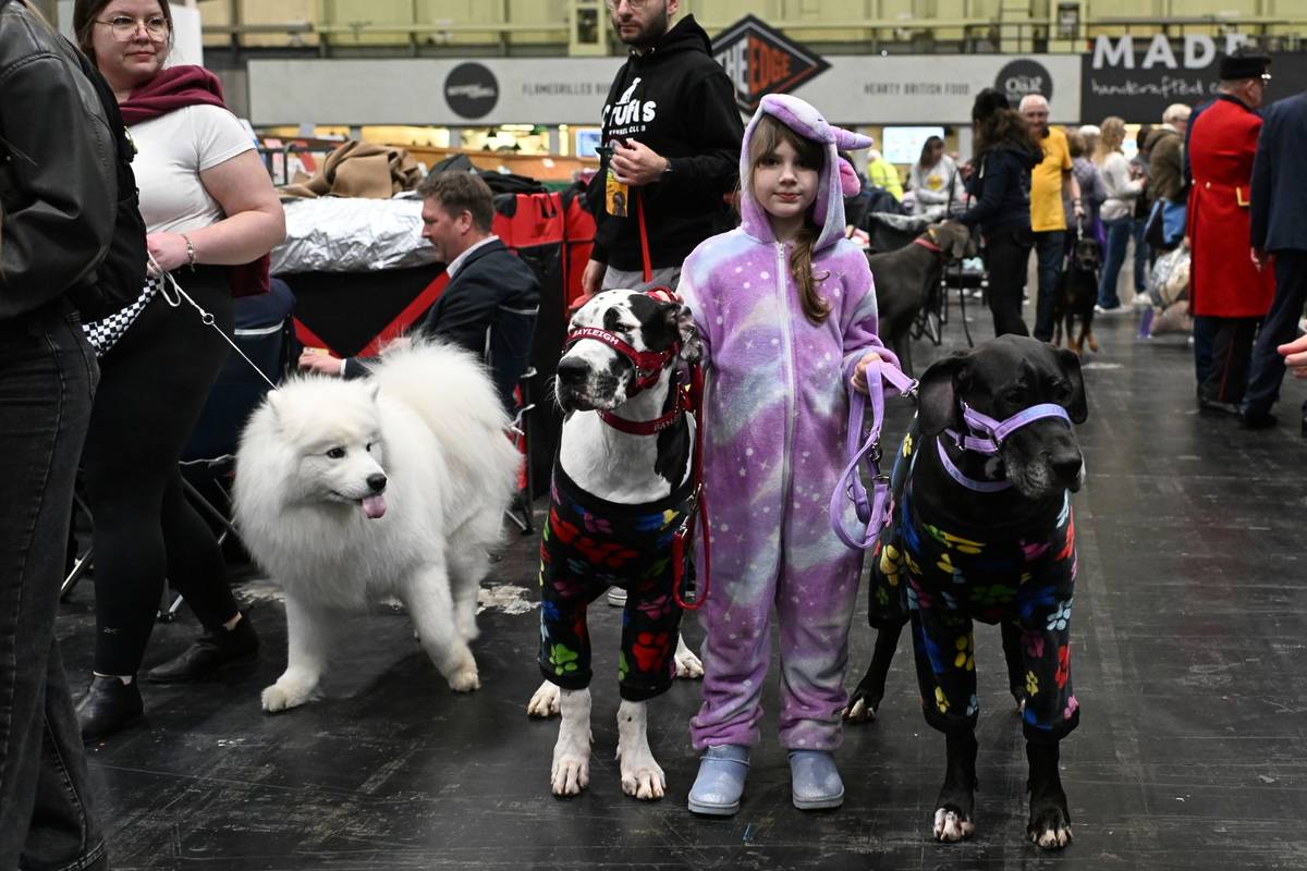 BIRMINGHAM, ENGLAND - MARCH 09: Tabitha, 8, walks a pair of Great Danes during the final day of Crufts at NEC Arena on March 09, 2025 in Birmingham, England. (Photo by Anthony Devlin/Getty Images)