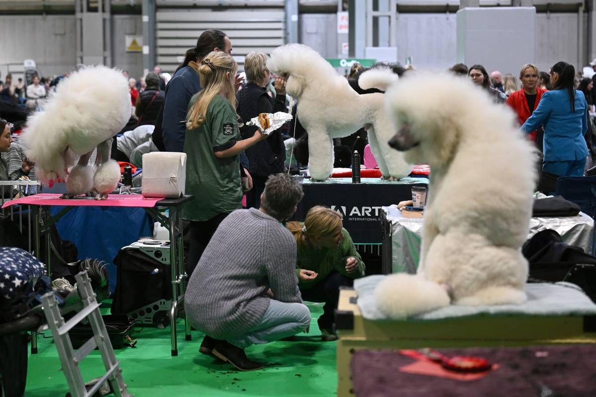 BIRMINGHAM, ENGLAND - MARCH 07: Poodles wait to compete at National Exhibition Centre on March 07, 2025 in Birmingham, England. Over 20,000 dogs are taking part in Crufts this year competing for the coveted Best In Show title. (Photo by Anthony Devlin/Getty Images)
