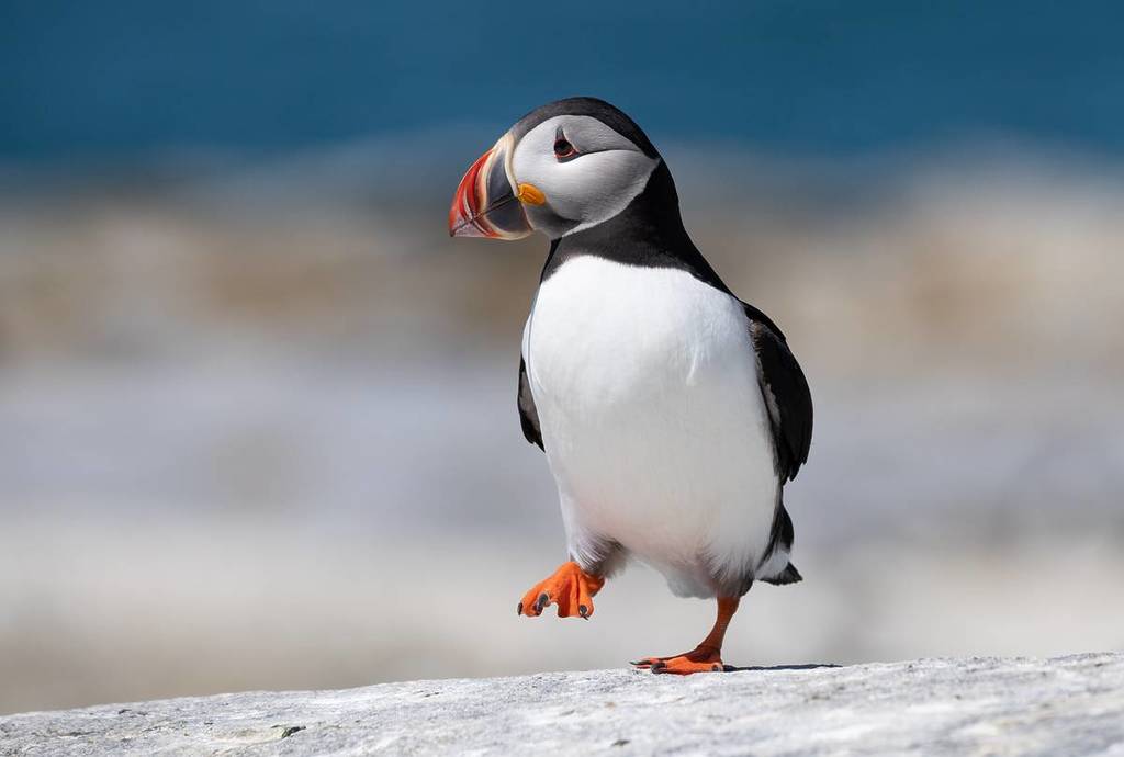 UK wildlife will replace historical figures like Churchill and Shakespeare on banknotes – and the Bank of England is letting you choose the new face of the British pound