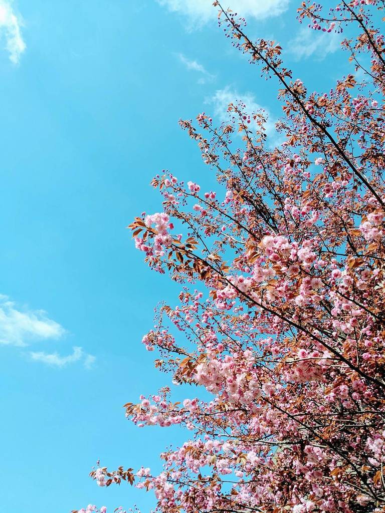 A blossom tree