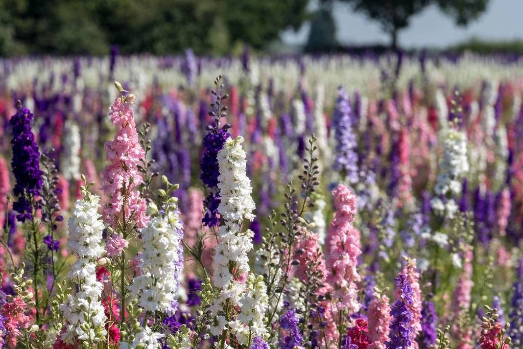 Field of colourful delphinium flowers planted in rows of colour, in a flower field in Wick, Pershore, Worcestershire, UK. The petals are used to make natural wedding confetti. Photographed in summer.