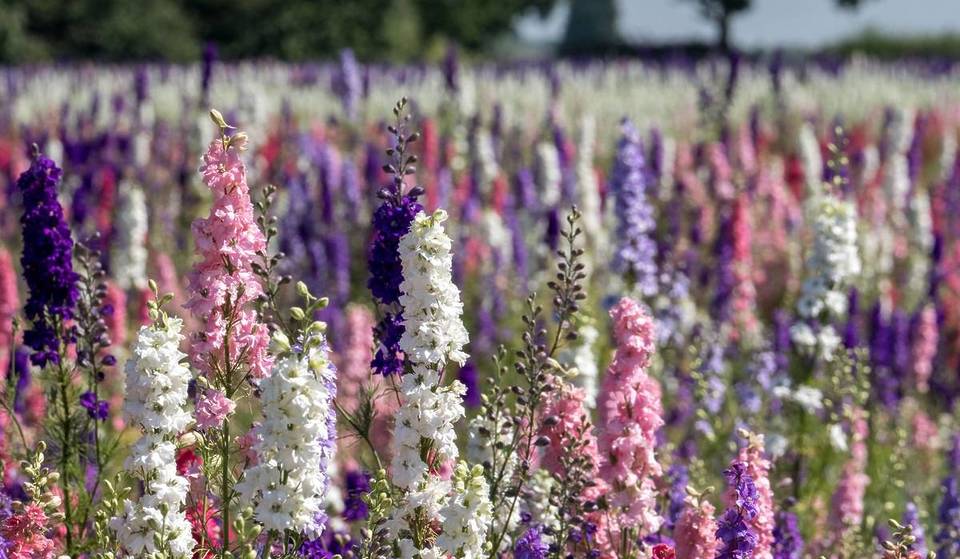 The kaleidoscopic confetti flower fields an hour from Birmingham to open for only 14 days this summer – with its own live music concerts, a Midsummer festival, and Ferris wheel