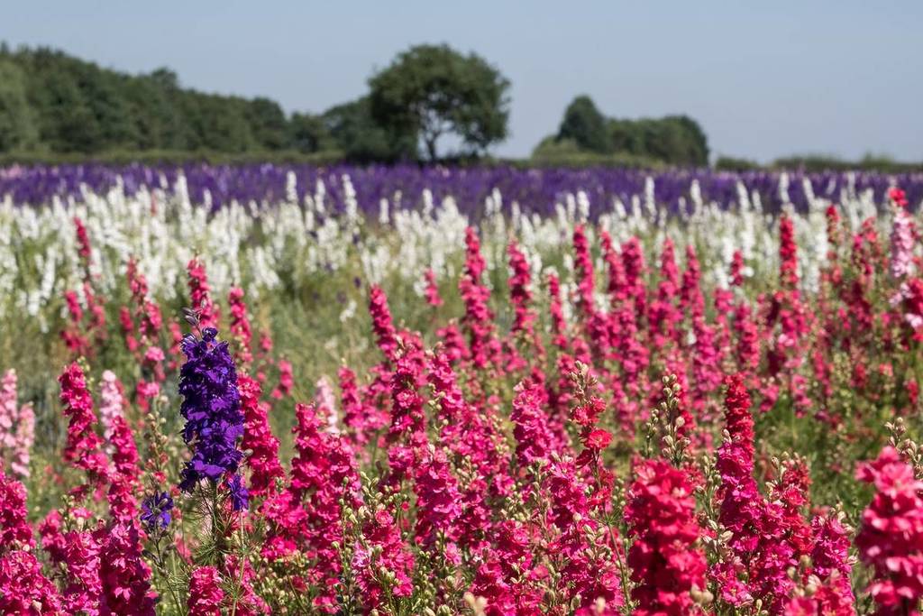 Field of colourful delphinium flowers planted in rows of colour, in a flower field in Wick, Pershore, Worcestershire, UK. The petals are used to make natural wedding confetti. Photographed in summer.