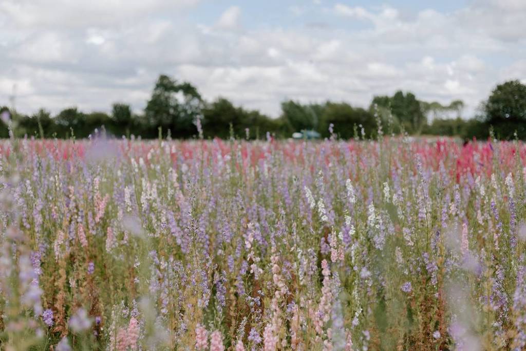 Multi-colored flowers in the confetti flower fields of England
