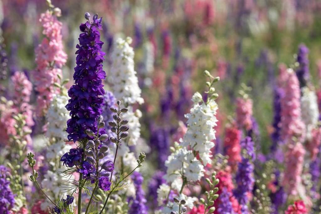 Field of colourful delphinium flowers planted in rows of colour, in a flower field in Wick, Pershore, Worcestershire, UK. The petals are used to make natural wedding confetti. Photographed in summer.