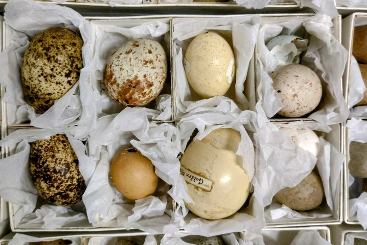 A selection of eggs at Thinktank
