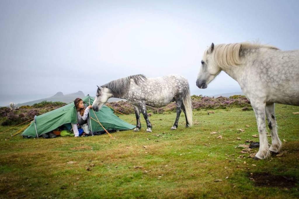 Wild Dartmoor ponies visiting female wild camper in her tent, Devon, UK