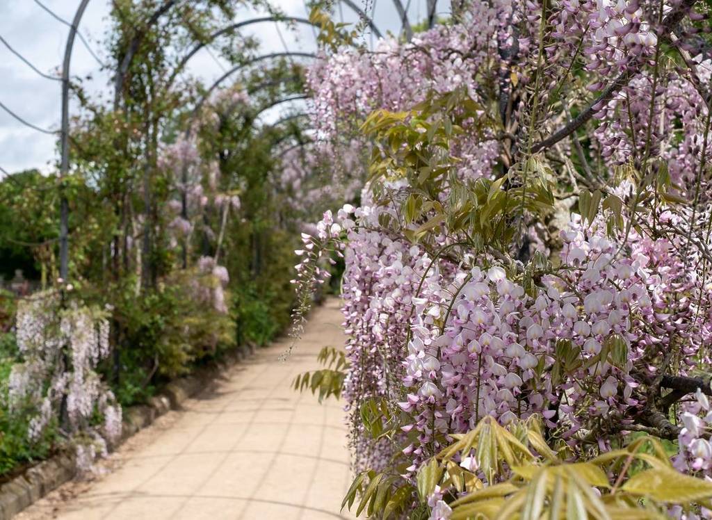 The Trellis Walk with several varieties of wisteria growing, at the historic gardens on the Trentham Estate, Stoke-on-Trent, Staffordshire UK.

