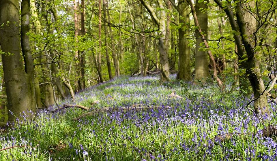 Just 30 minutes outside of Birmingham, this beautiful 11-hectare wood is filled with bluebells – here’s where to catch them this spring