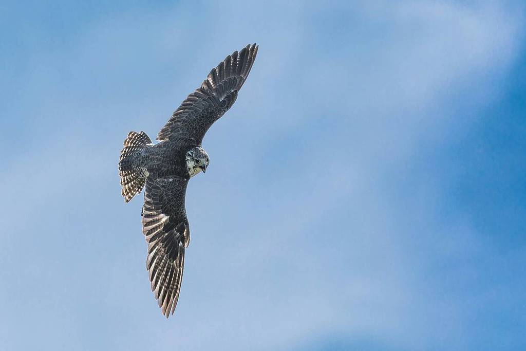 peregrine falcon