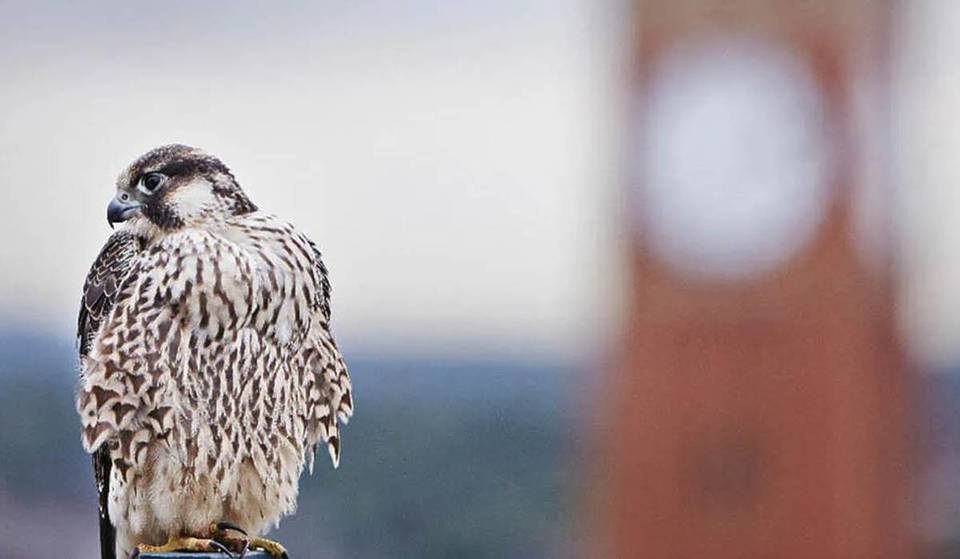 There’s currently a livestream happening of the world’s fastest animal nesting at the top of Birmingham’s iconic ‘Old Joe’ – watch it here
