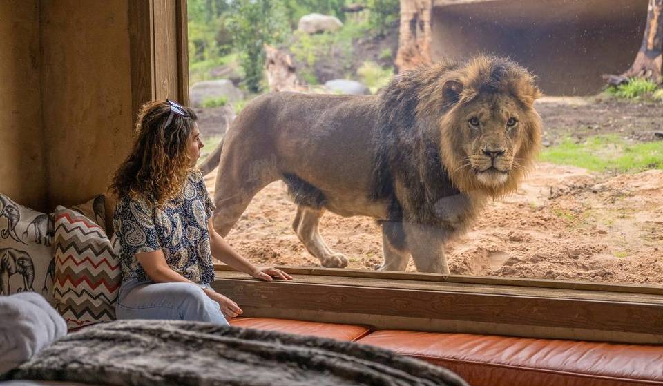 You can sleep inches away from lions and elephants in this West Midlands safari retreat — and it’s just 45 mins from Birmingham