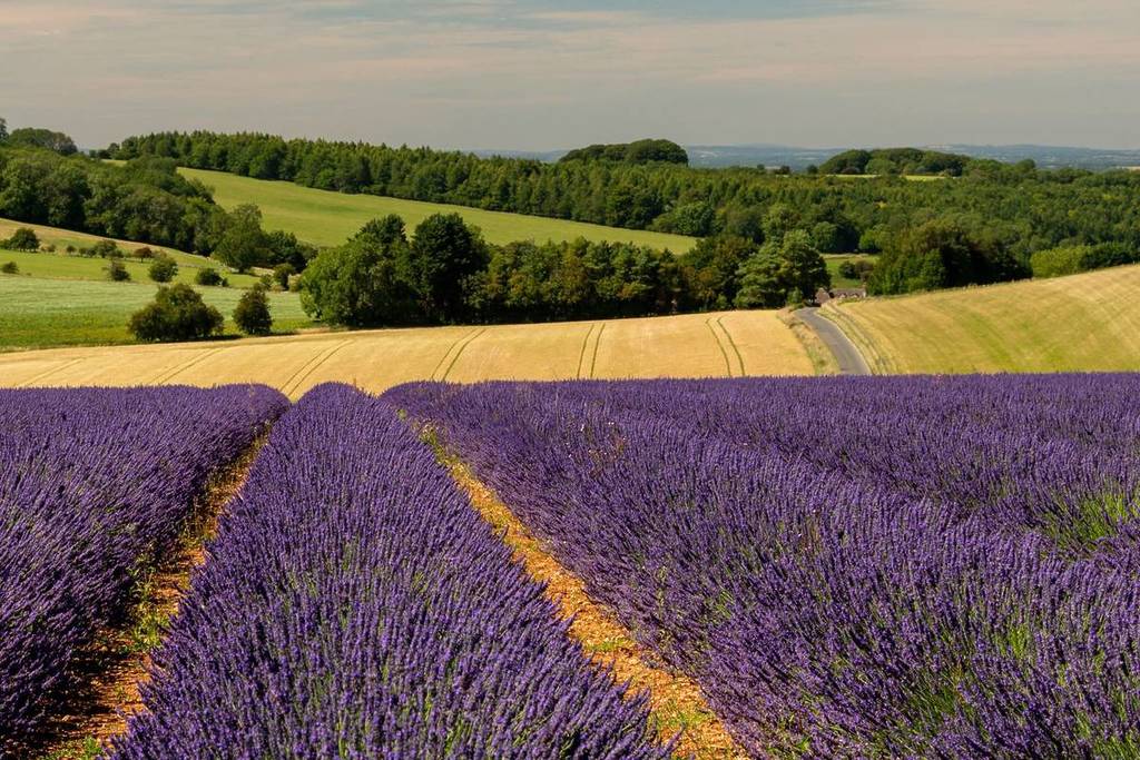 A lavender field in the Cotswolds