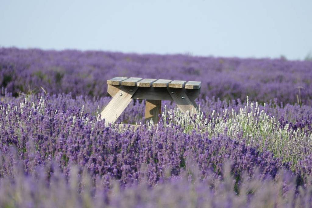 A picnic bench in a lavender field