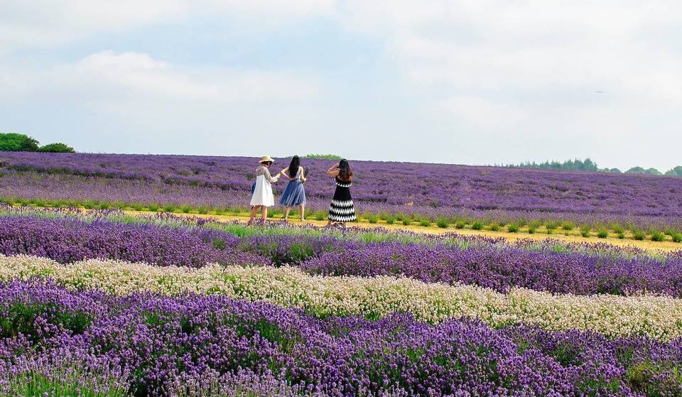 These dreamy, 45-acre lavender fields, a ‘dupe’ for the south of France, are just 1 hour from Birmingham — and they’re finally reopening this June
