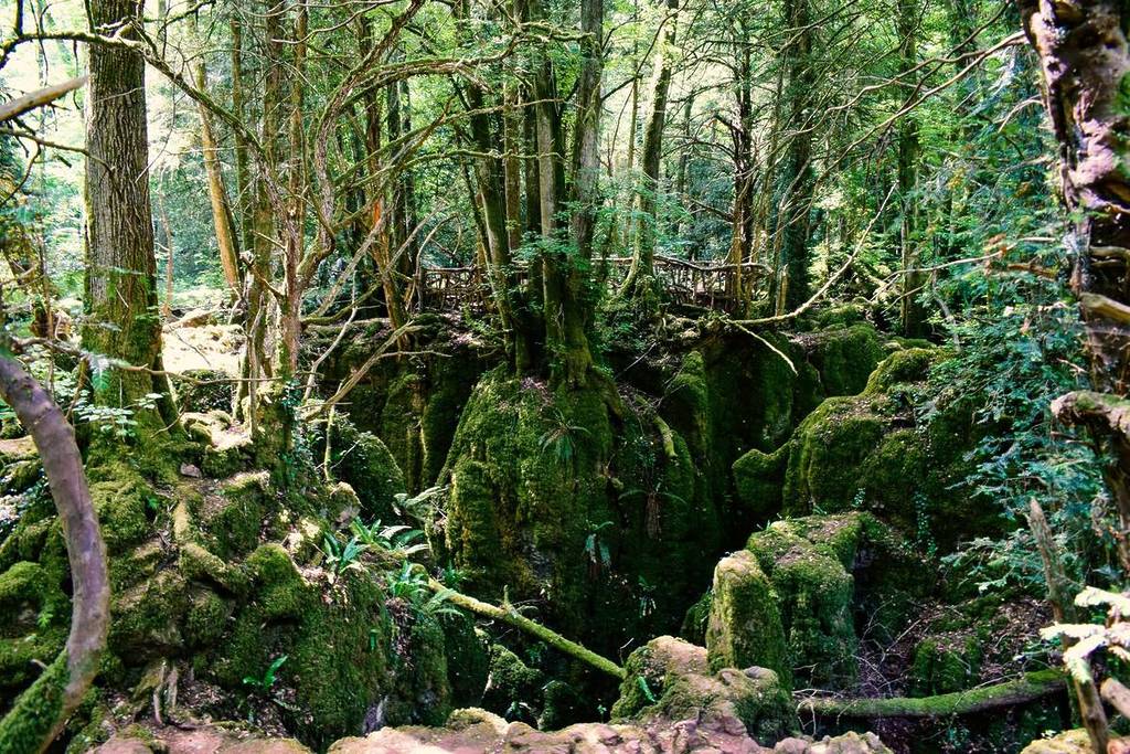 Puzzlewood forest