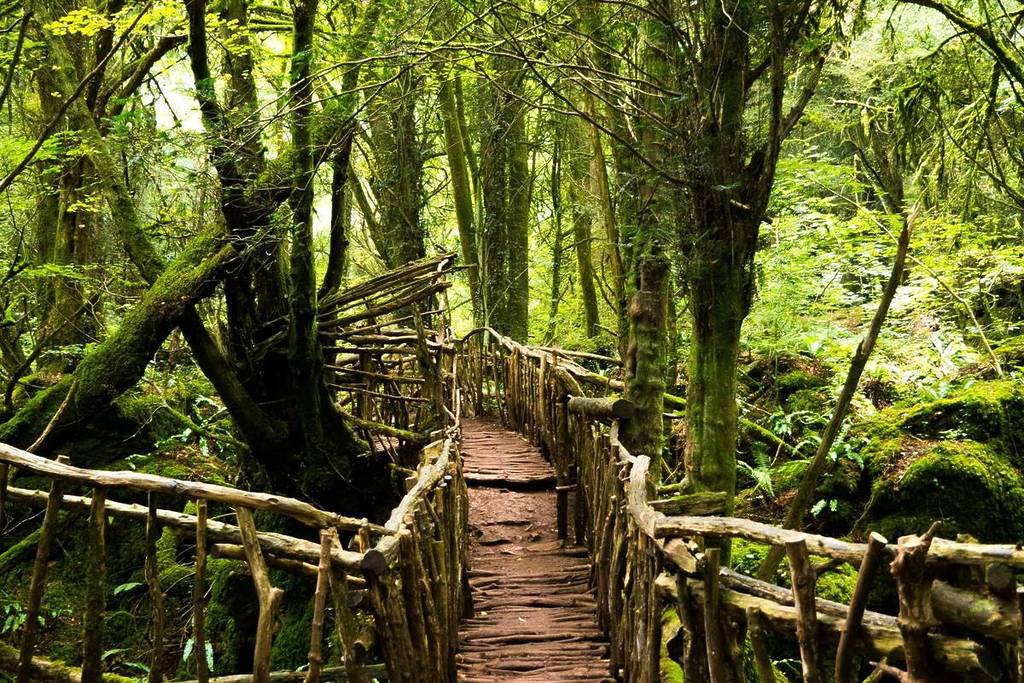 A wooden bridge in Puzzlewood
