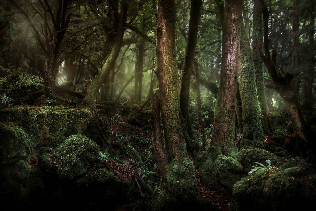 A dark dorest in Puzzlewood