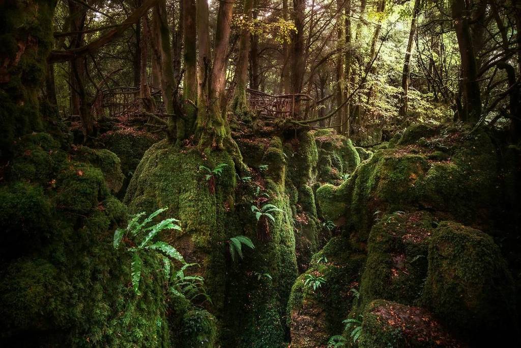 Puzzlewood