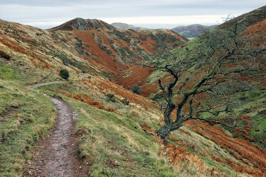 Narrow path along Townbrook valley, Long Mynd, Shropshire Hills, England, UK. leafless tree and red bracken in late autumn.
