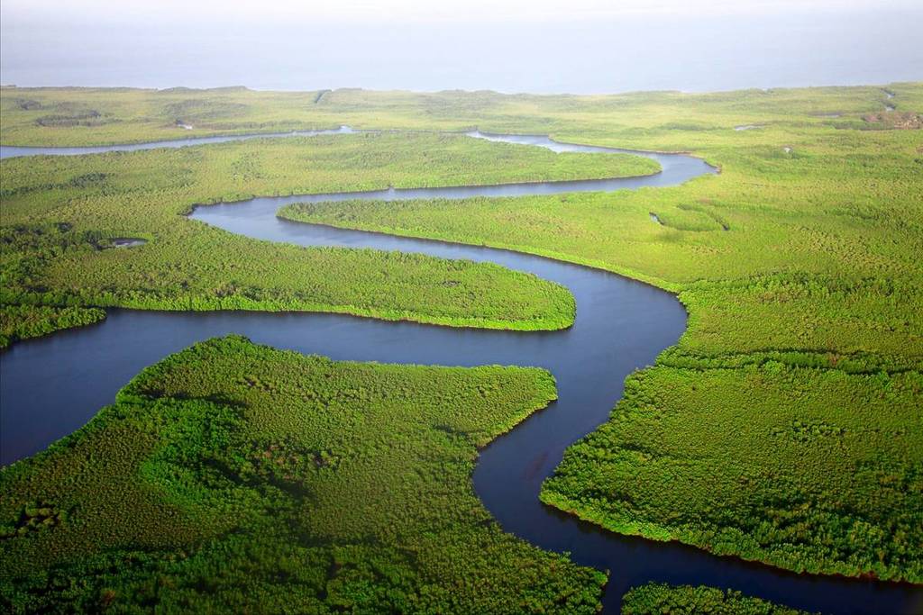 Virgin forests around a river in The Gambia