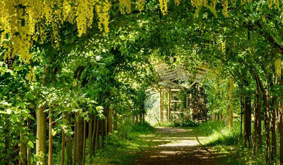 Just 1 hour from Birmingham, one of the oldest arboretums in Britain features a 65-metre arch of yellow flowers – and it is blooming right now