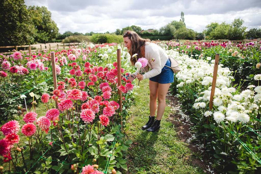 A woman picking dahlias at Flora Fields