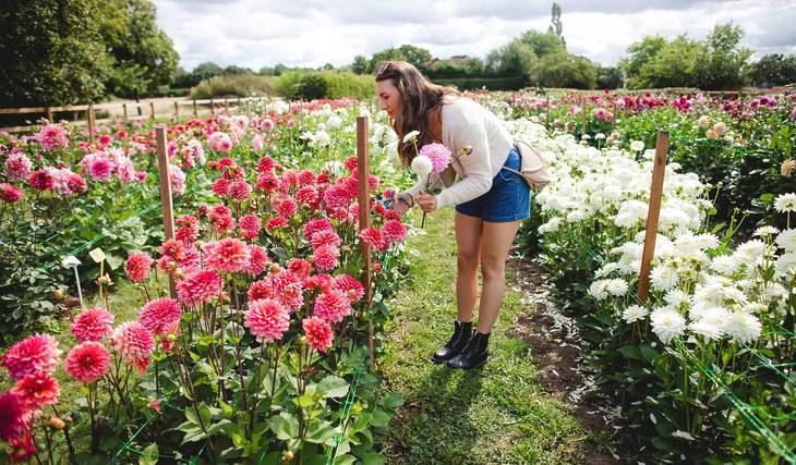 In May, Webbs Garden Centre planted 5,000 dahlia tubers that produced 200,000 flowers; this Sunday, you can dig up and take them home for £2 each