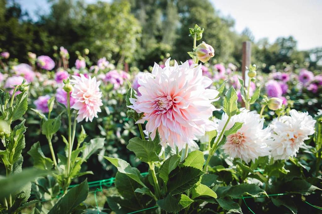 Over 200,000 dahlias are set to bloom in a 60-variety flower field this summer – and the seasonal pop-up is just 45 minutes from Birmingham