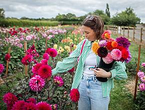 Over 200,000 dahlias are set to bloom in a 60-variety flower field this summer – and the seasonal pop-up is just 45 minutes from Birmingham