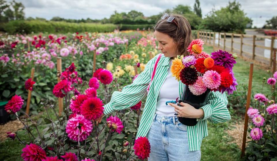 Over 200,000 dahlias are set to bloom in a 60-variety flower field this summer – and the seasonal pop-up is just 45 minutes from Birmingham