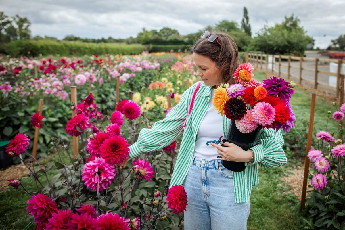 Over 200,000 dahlias are set to bloom in a 60-variety flower field this summer – and the seasonal pop-up is just 45 minutes from Birmingham
