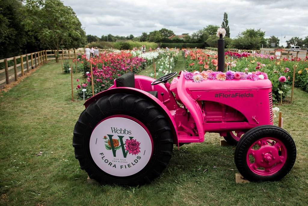 A pink tractor