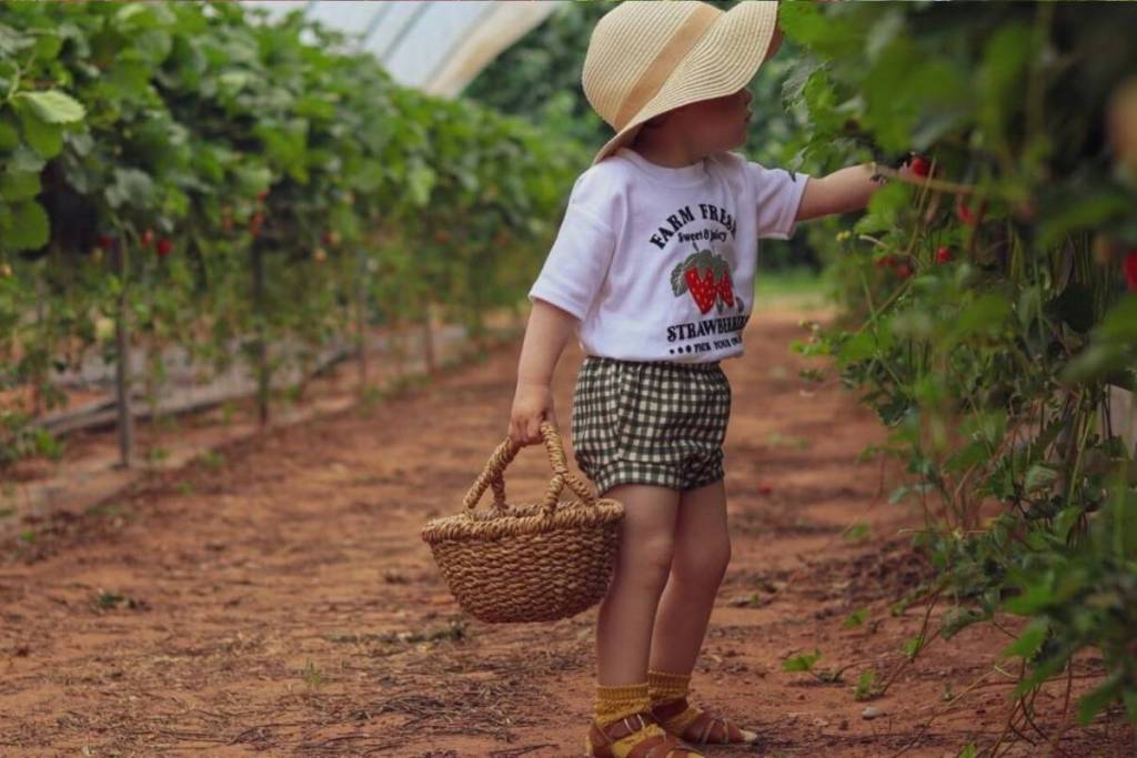 A child picking strawberries at Manor Farm Fruits