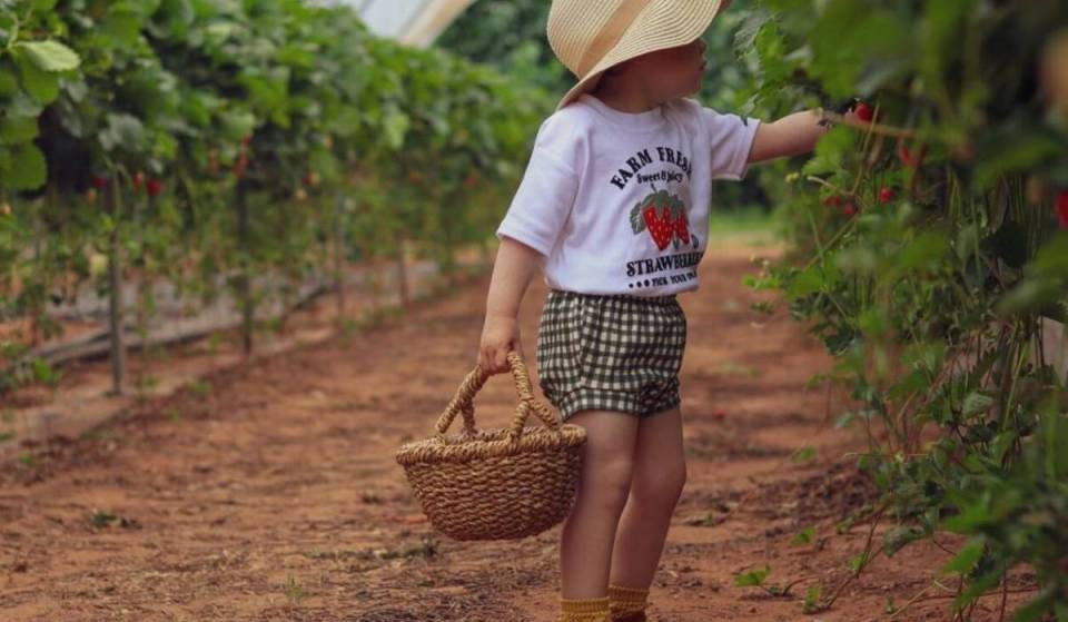 You can pick your own fresh strawberries at this extensive fruit farm experience just on the outskirts of Birmingham – entry starts at £3.95